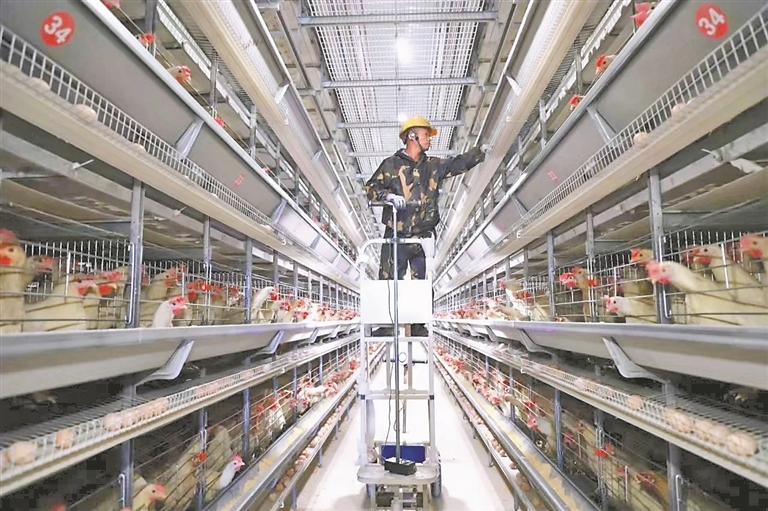 工人在江桥社区现代化鸡舍工作。通讯员 吴 江摄