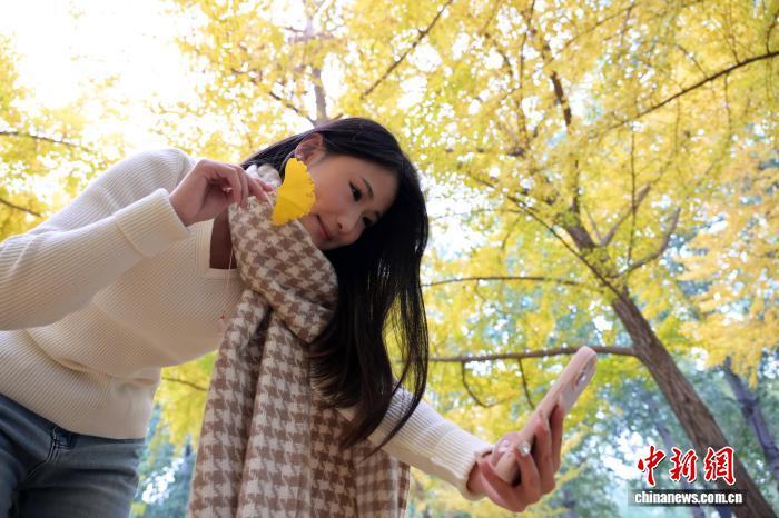 11月5日，河北石家庄街边一公园，民众赏秋景、拍美照，尽享秋日惬意。中新社记者 翟羽佳 摄