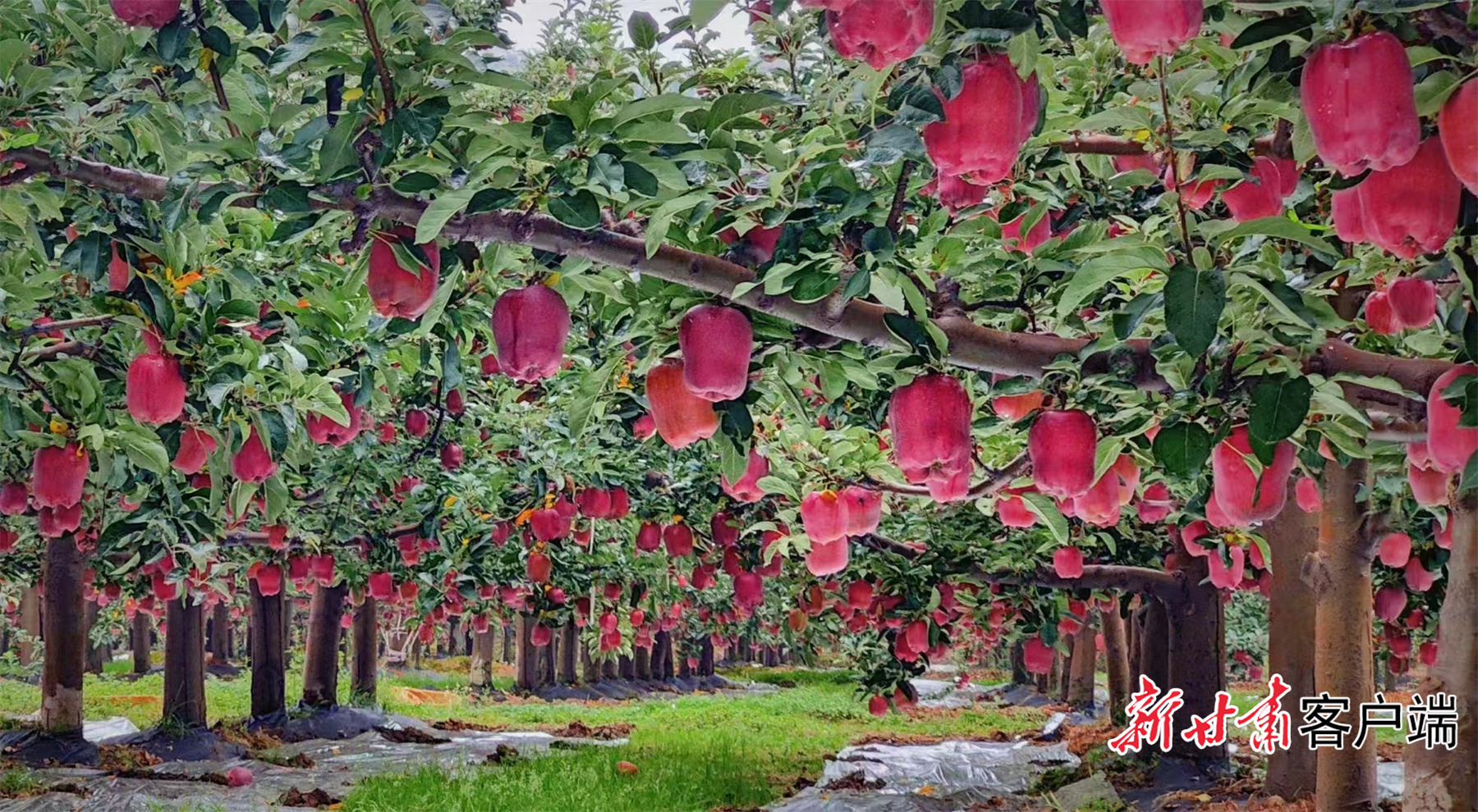 天水市麦积区花牛镇南山万亩果品基地