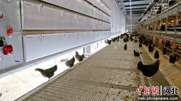 图为非笼养蛋鸡智能化养殖示范基地鸡舍。 郭江鹏 摄