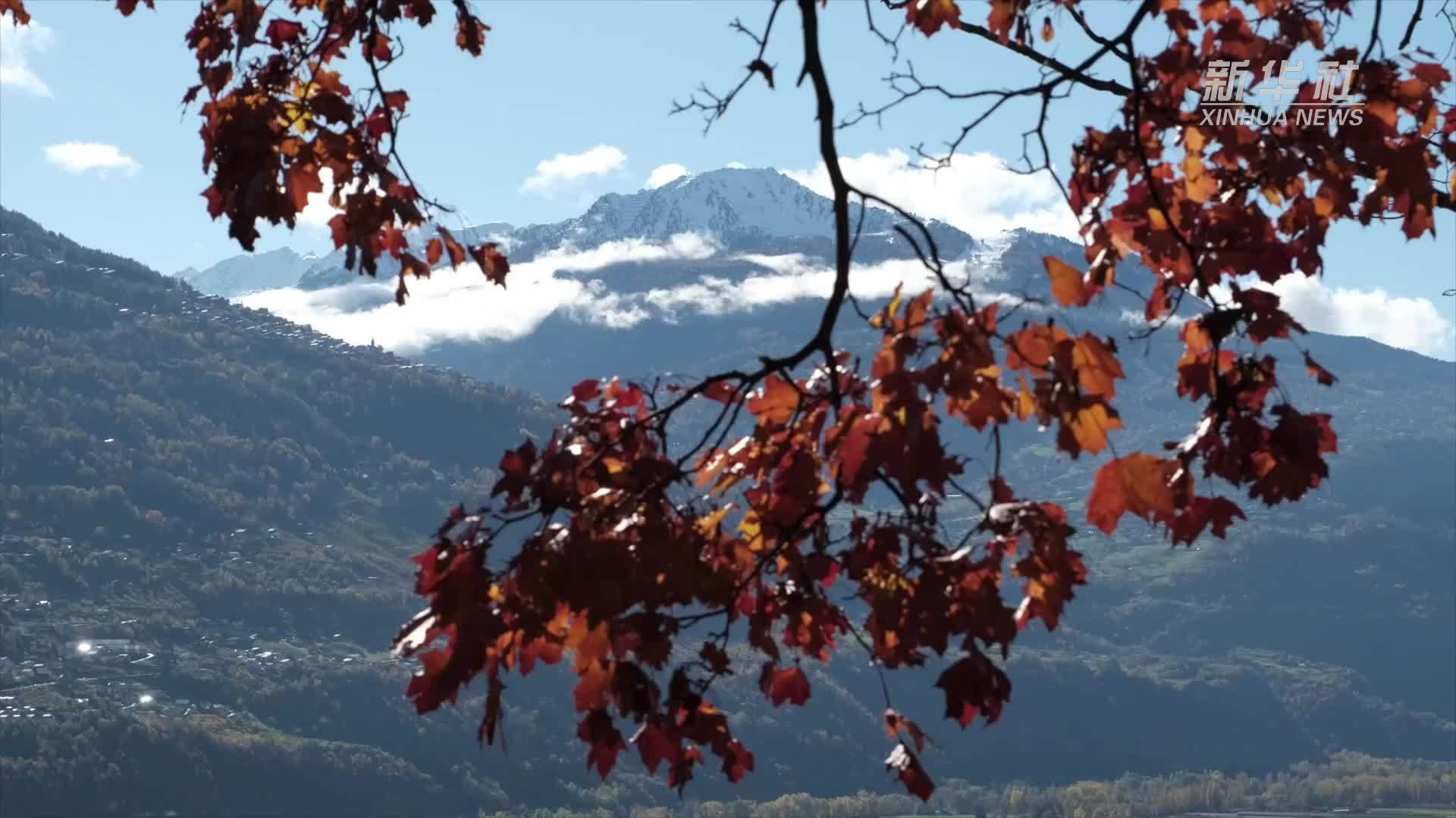 瑞士百年葡萄酒亮相上海进博会