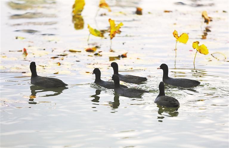 白骨顶鸡在定西市定西湖内游弋 新甘肃·甘肃日报通讯员 王克贤