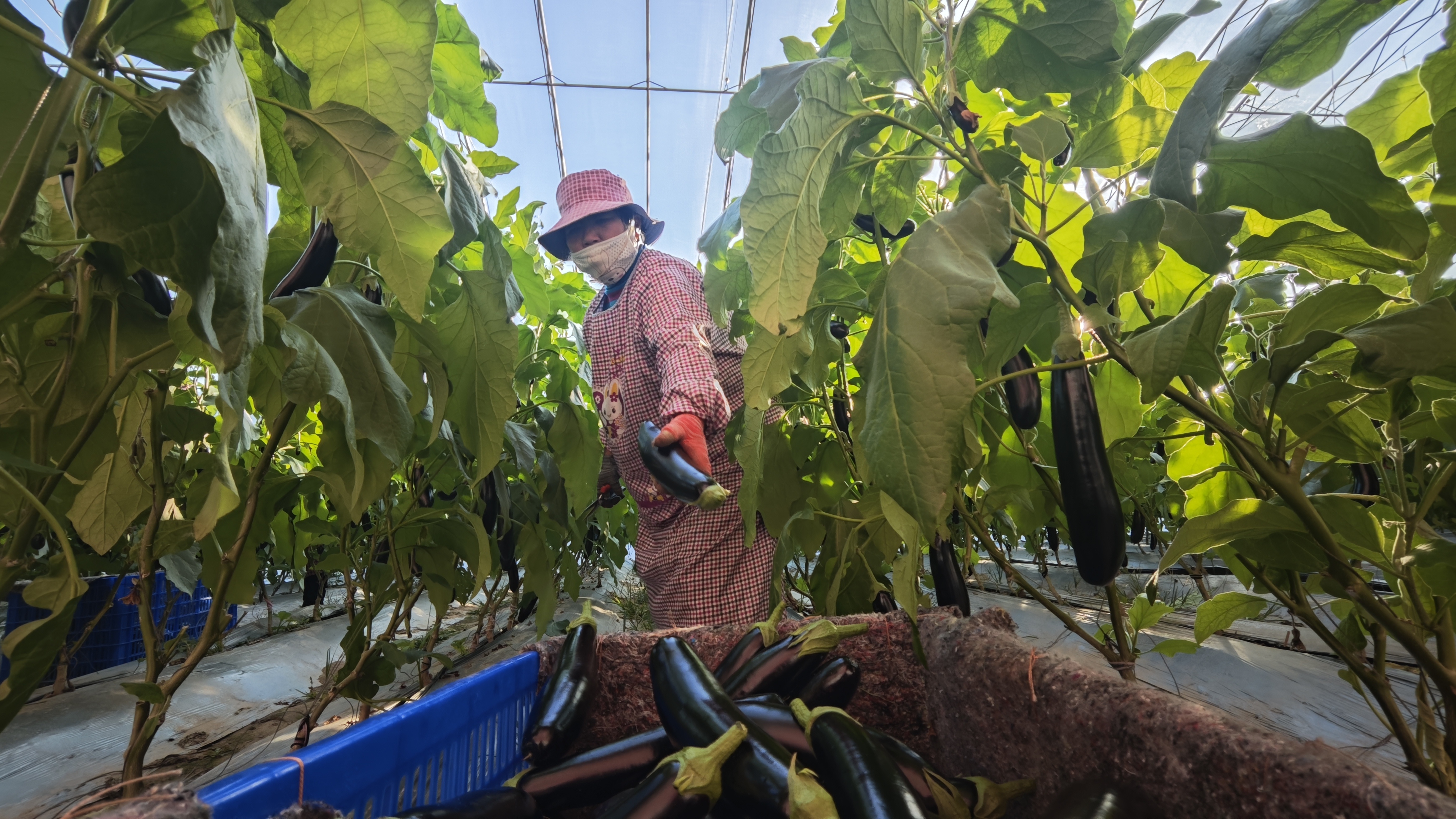 11月4日，冀州现代农业融合创新基地，工人正在采摘长茄。赵佳宁 摄