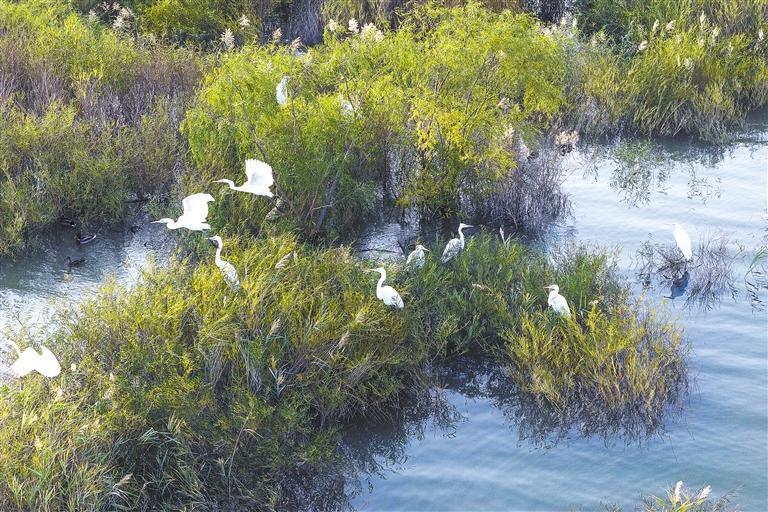 民勤石羊河国家湿地公园红崖山水库候鸟在休憩觅食 新甘肃·甘肃日报通讯员 姜爱平