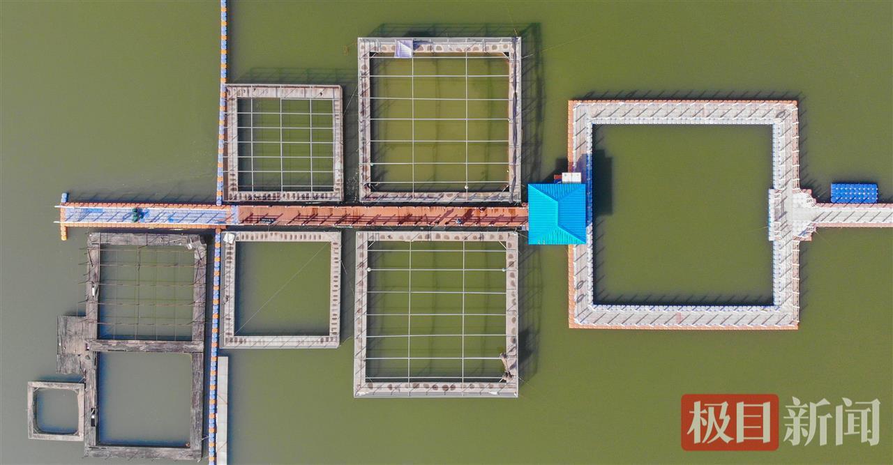 湖北长江天鹅洲白鱀豚国家级自然保护区网箱养殖基地鸟瞰（极目新闻记者 黄志刚 摄）