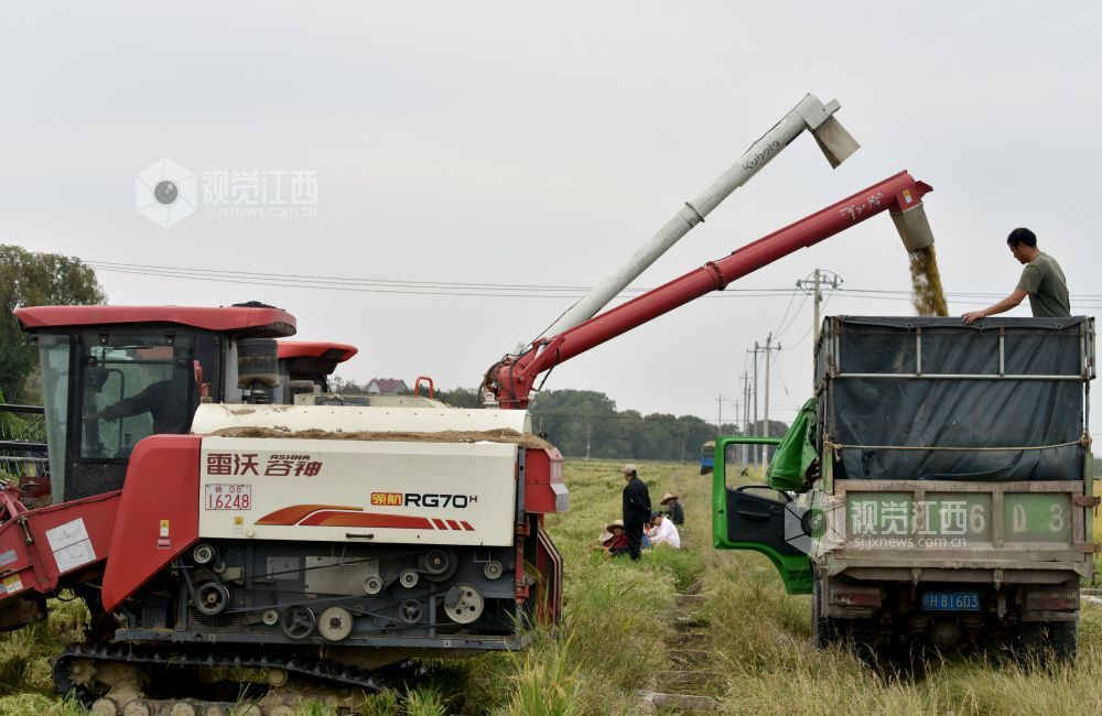 2025年11月2日,在江西景德镇市乐平市接渡镇南畈村委会小岗咀村广袤的田畈上,乐平市程秀青水稻种植家庭农场正用收割机收割丰收的晚稻。