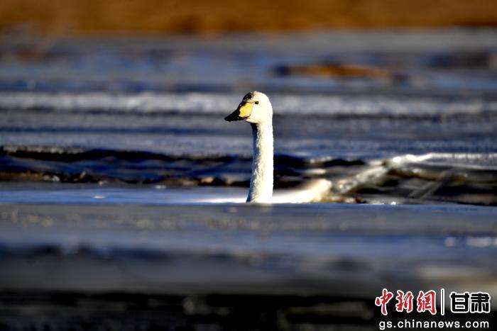 图为在甘肃盐池湾国家级自然保护区内，斑头雁、大天鹅、反嘴鹬等珍稀鸟类在湿地水域间游弋觅食、振翅翱翔，为深秋的高原湿地增添了灵动生机。色拥军　摄