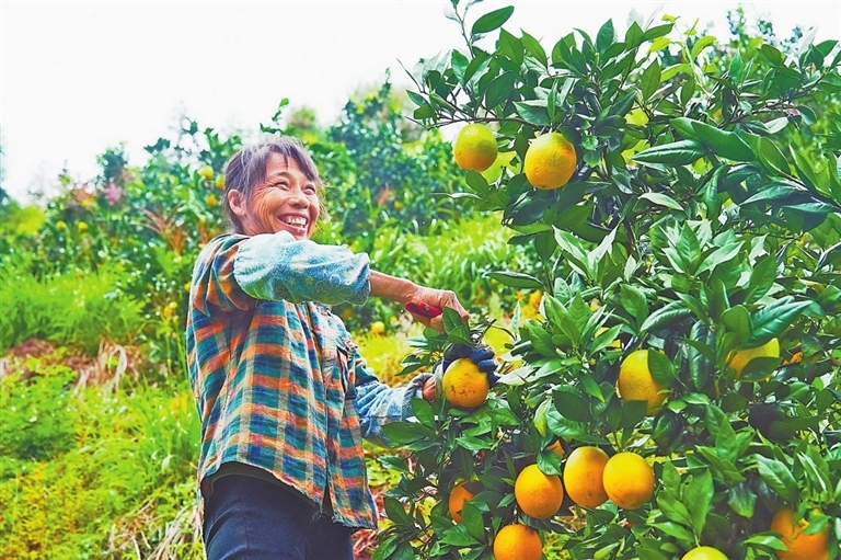 上犹县：满园“金果”挂枝头 脐橙丰收采摘忙（图）