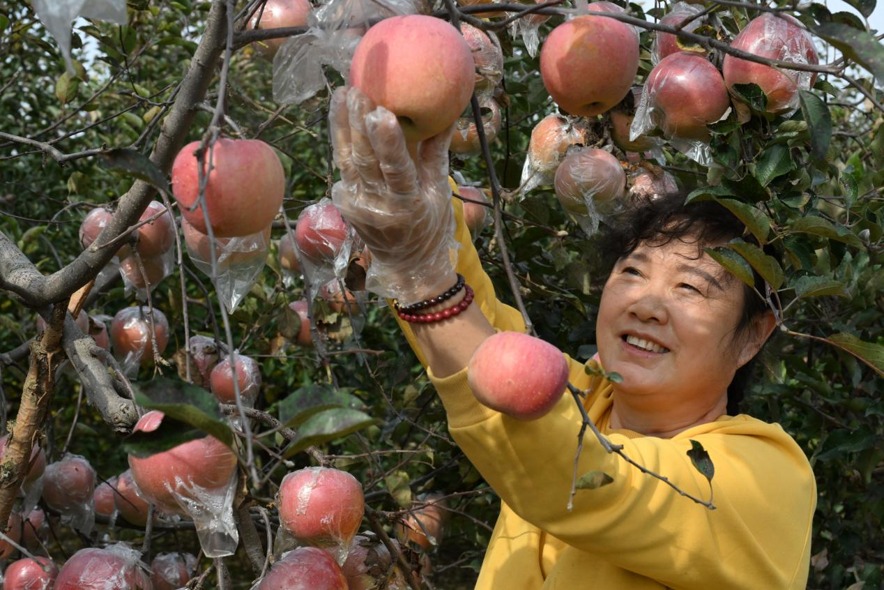 山东即墨:立冬近 农事忙