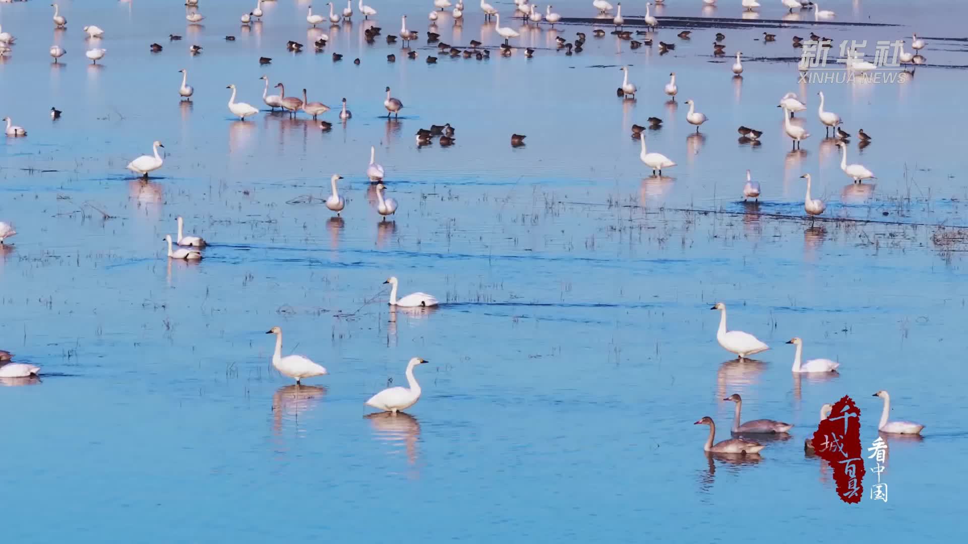千城百县看中国｜内蒙古：天鹅映湖光