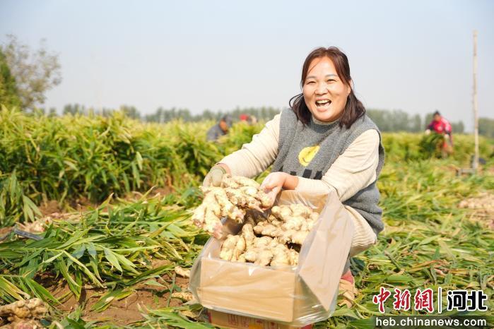 图为河北省隆尧县悦富家庭农场生姜种植基地里，农民正在将新姜装箱。 郭泽鑫 摄