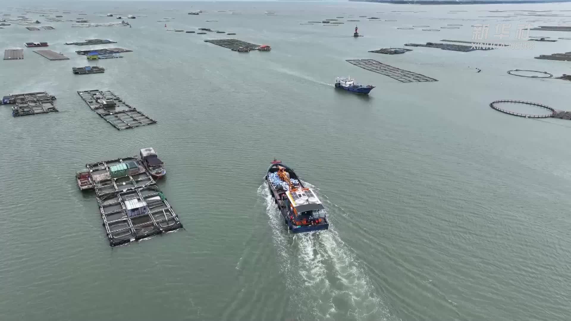 广西防城港：海洋牧场喜获丰收 百万斤金鲳鱼开捕