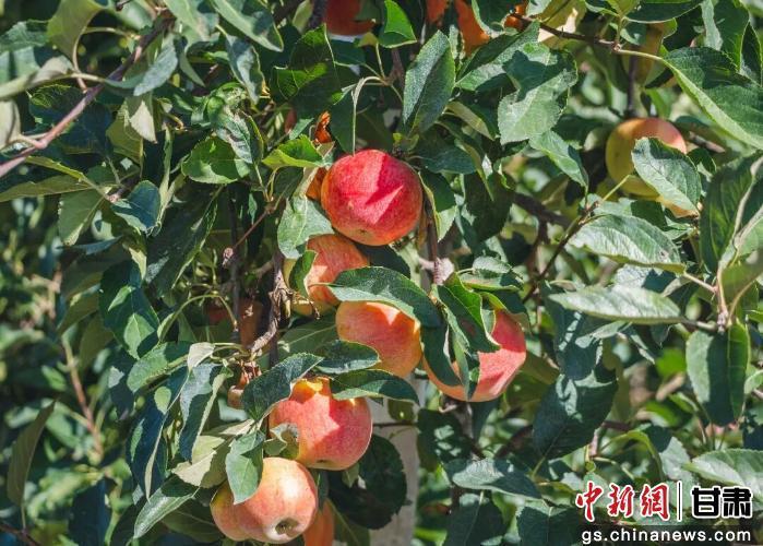 图为庆阳苹果（资料图）　庆阳市融媒体中心供图