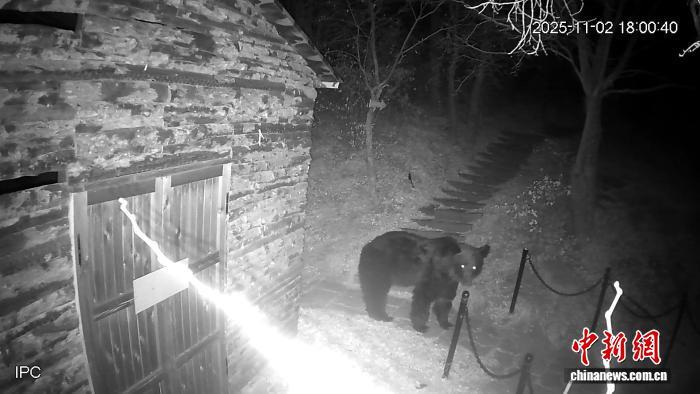 同江市街津口赫哲族乡北山景区监控拍摄到的黑熊画面。 佳木斯边境管理支队供图