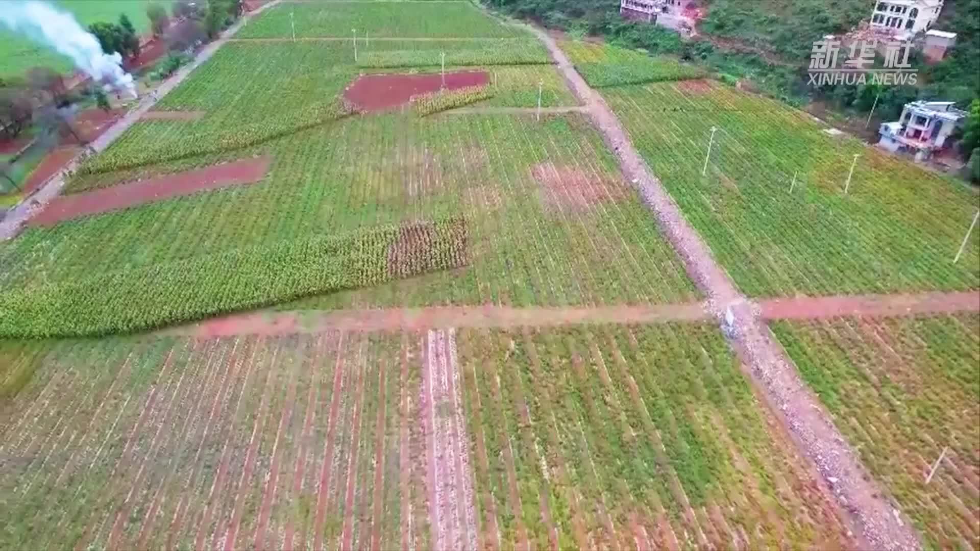 云南会泽新品种辣椒迎丰收