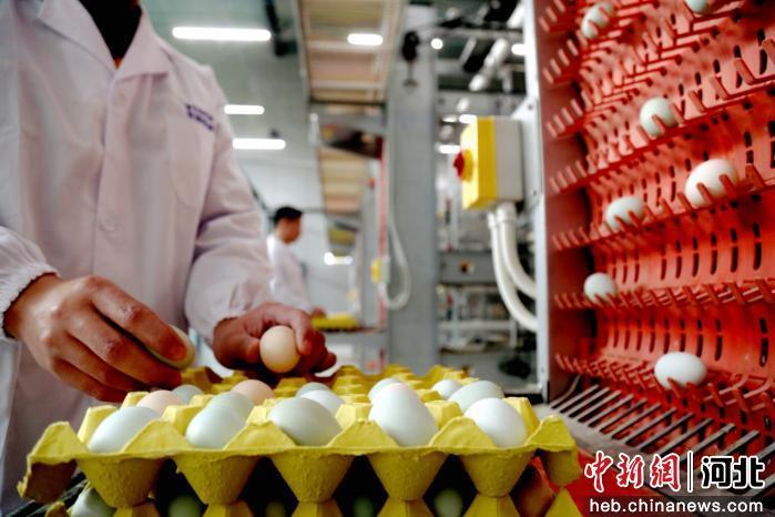 图为工作人员在自动捡蛋机前分拣鸡蛋。 郭江鹏 摄
