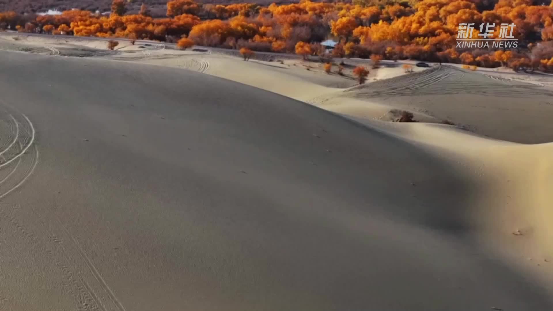 新疆巴楚县金秋胡杨美如画