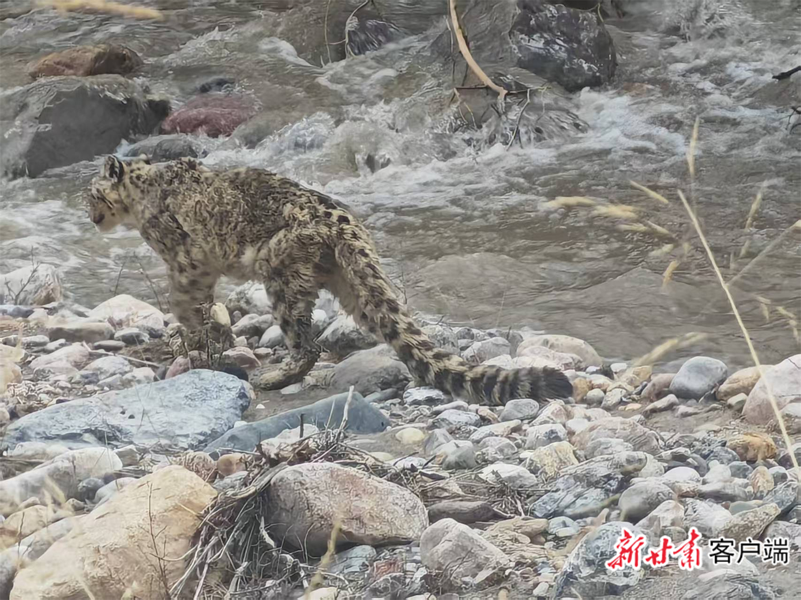 现身祁连山的雪豹　新甘肃&middot;甘肃日报通讯员　卢晨星　摄