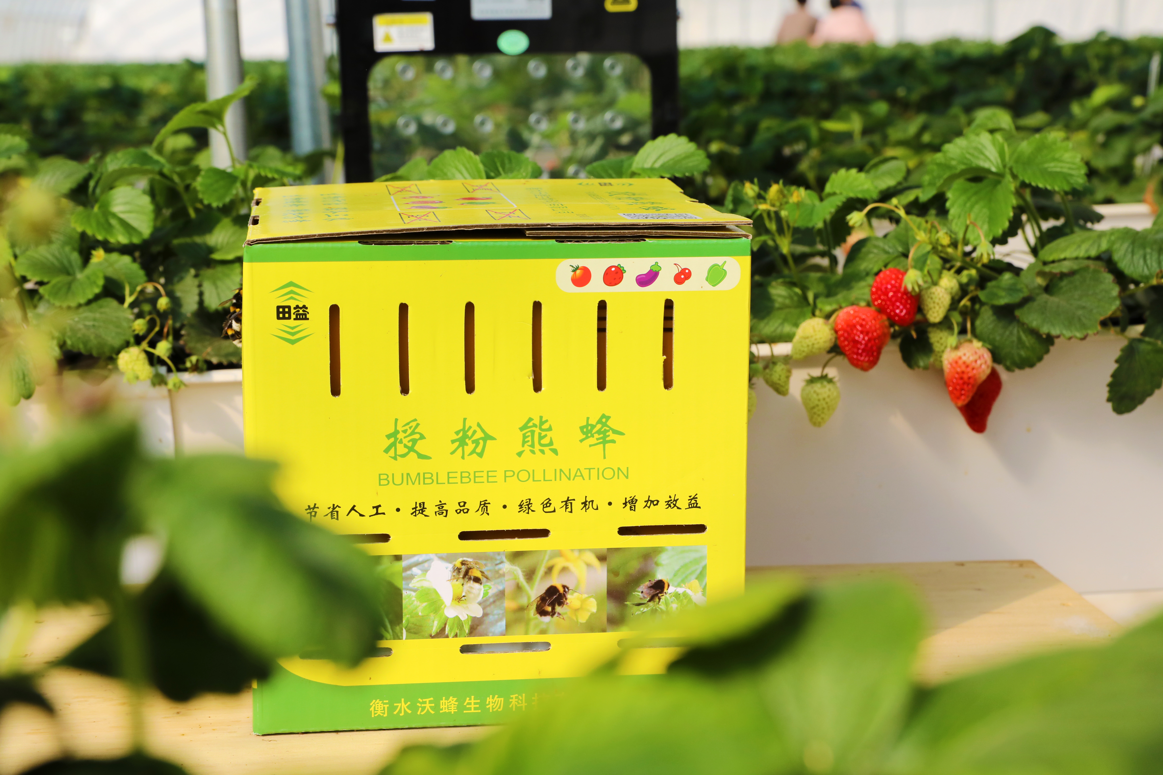 11月4日，冀州科芯（衡水）生态智慧农场，草莓种植用上雄蜂授粉技术。赵佳宁 摄