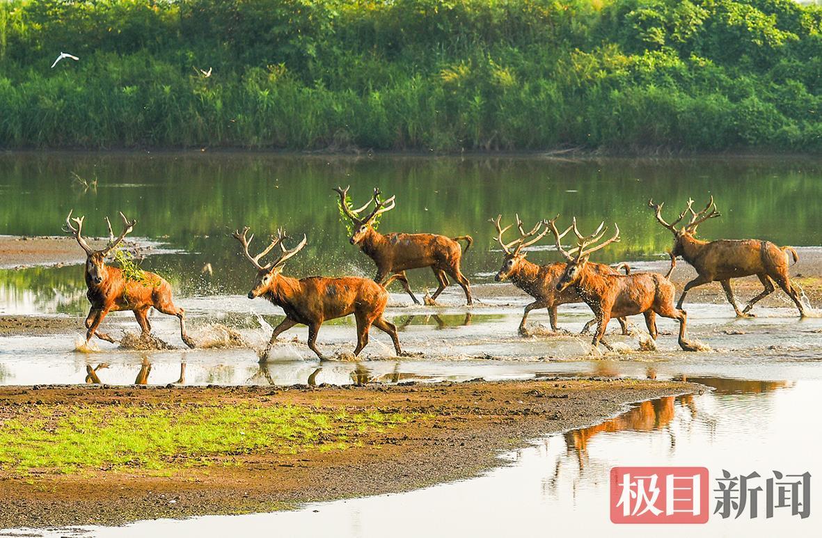 石首天鹅洲的优美生态环境，让麋鹿栖息生长（极目新闻记者 黄志刚 摄）