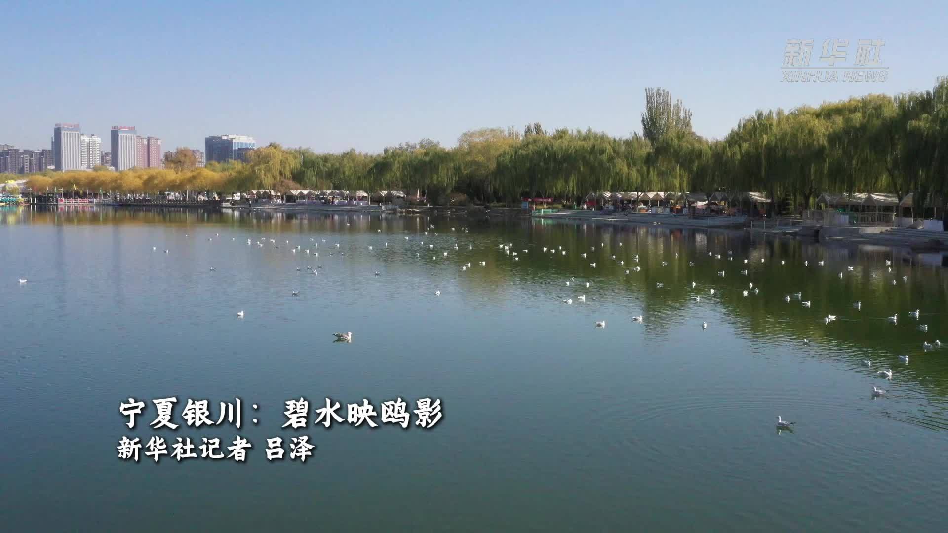 宁夏银川：碧水映鸥影