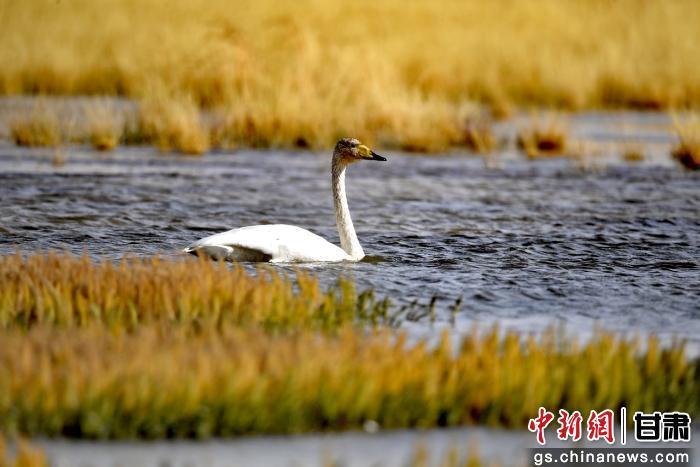 图为在甘肃盐池湾国家级自然保护区内，斑头雁、大天鹅、反嘴鹬等珍稀鸟类在湿地水域间游弋觅食、振翅翱翔，为深秋的高原湿地增添了灵动生机。色拥军　摄