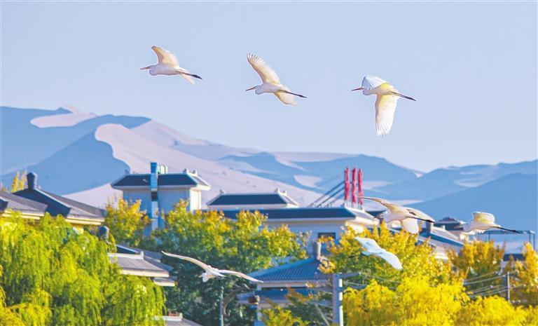 大批白鹭在敦煌党河风情线上空飞舞 新甘肃·甘肃日报通讯员 王斌银