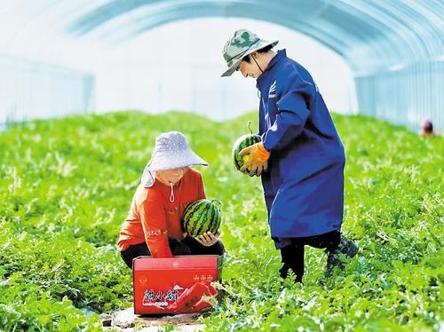 9月26日，在张北县郝家营乡现代设施农业园区温室大棚内，工人在摘西瓜。 姚剑双摄