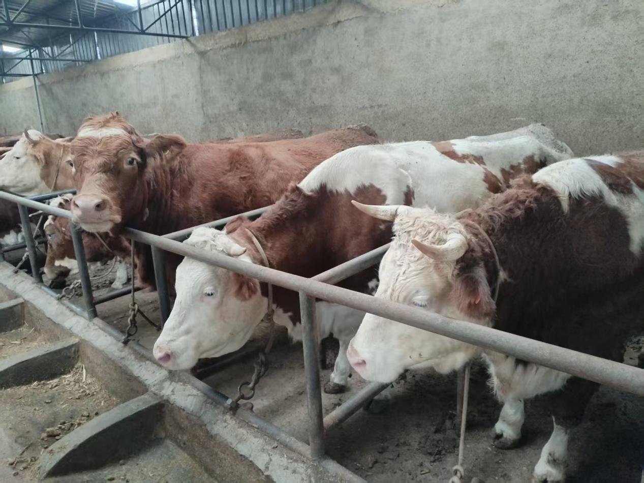 盐源优质肉牛首发宁波东西部协作助力产业振兴