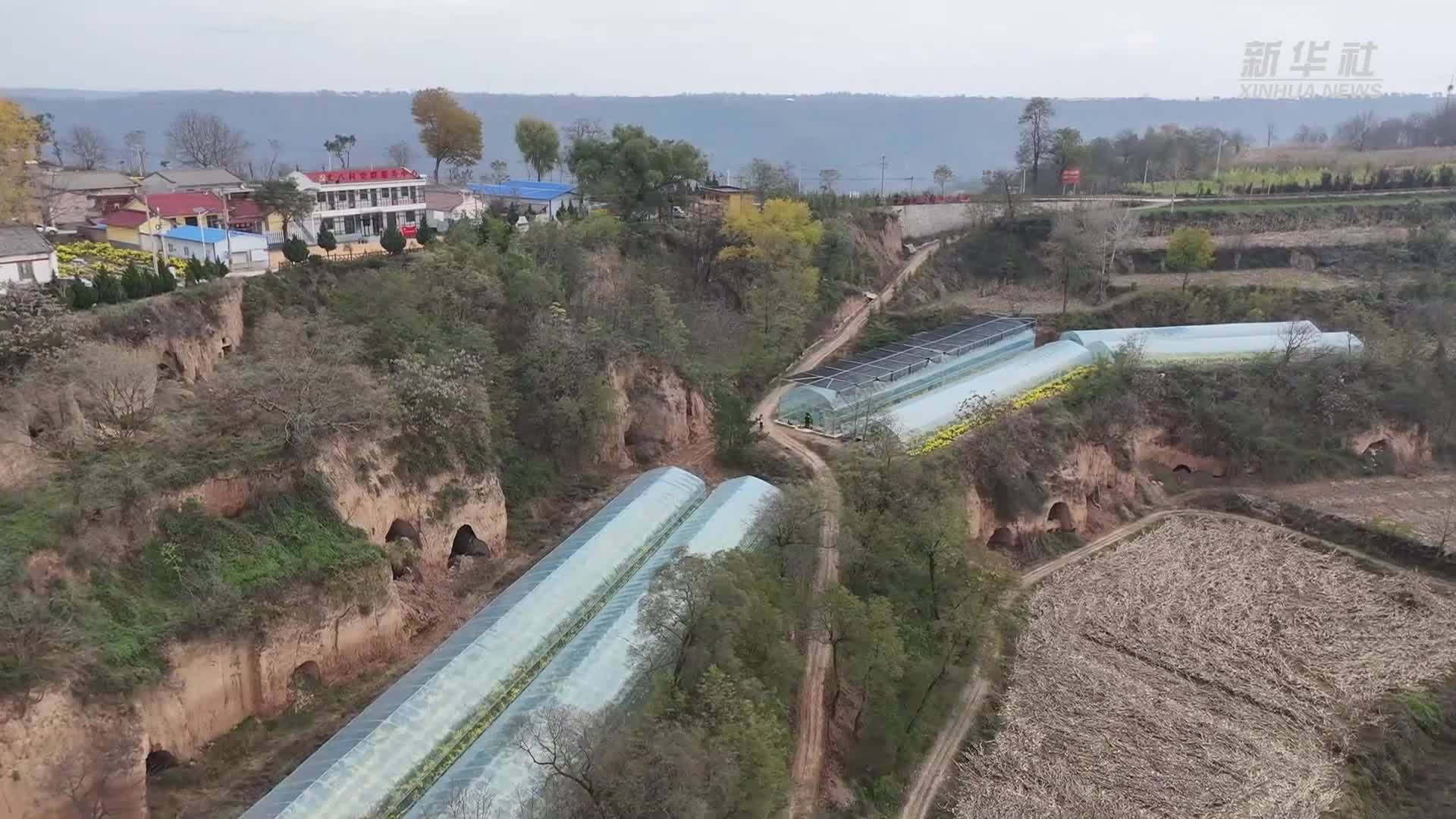 陕西麟游：山村“黄金产业”好致富