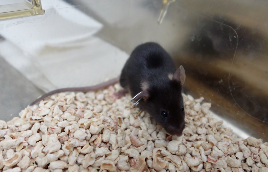 编号6小鼠 性别:雄