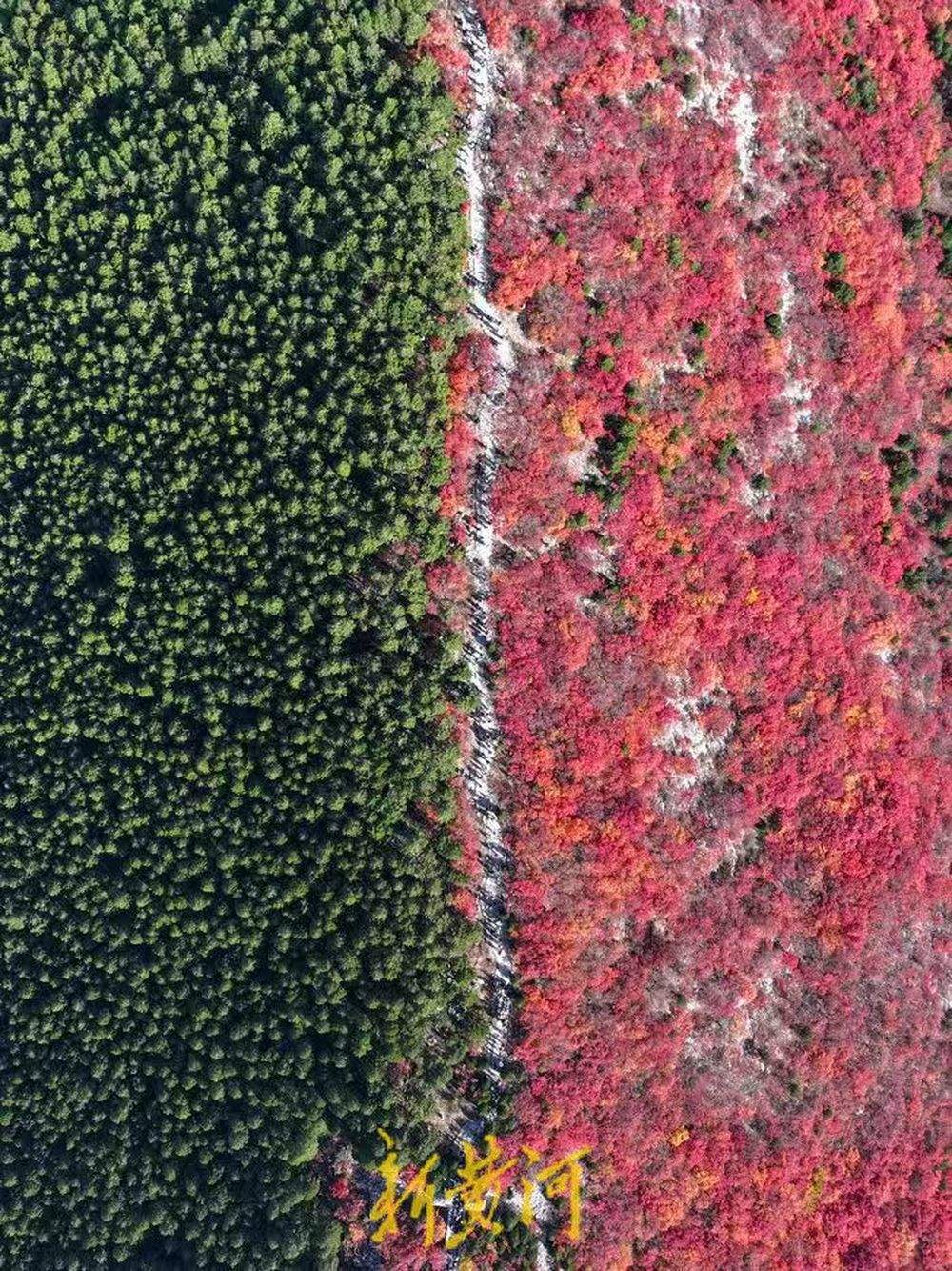 半山苍翠半山红！济南“鸳鸯火锅”惊艳上线