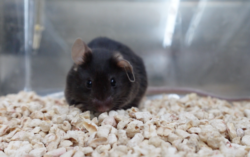 编号98小鼠 性别:雄