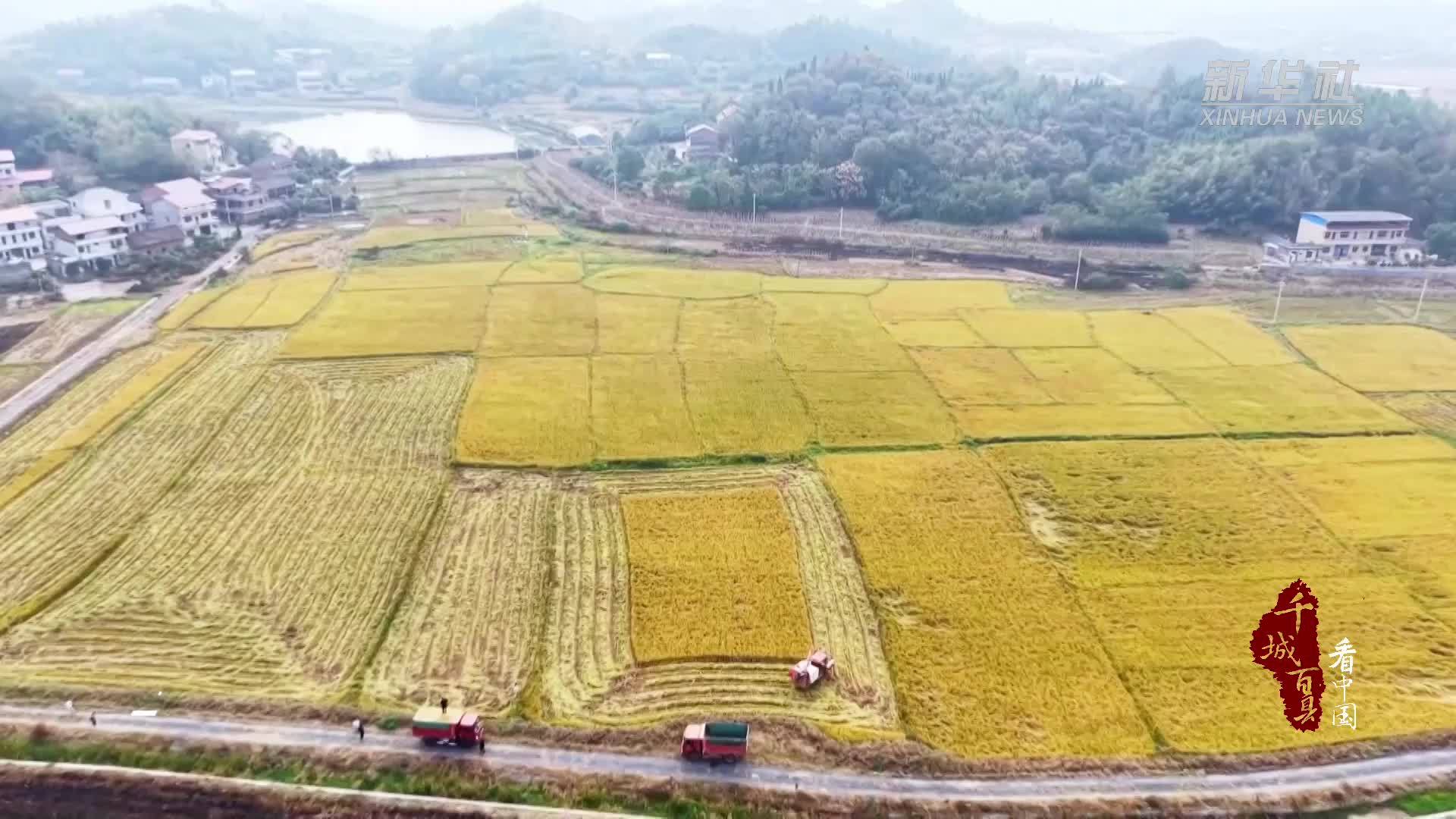 千城百县看中国｜湖南冷水滩：晚稻丰收粮满仓