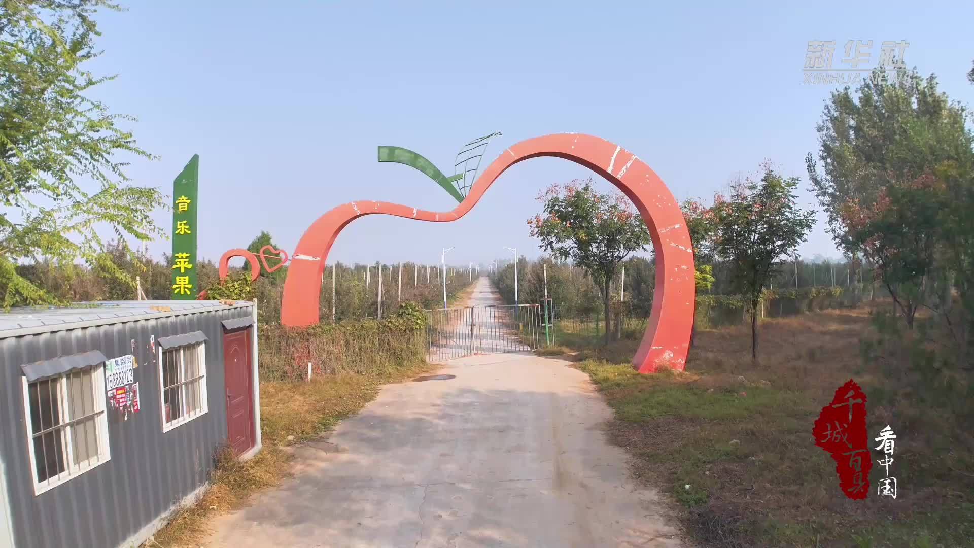 千城百县看中国｜河北广平：苹果挂满枝 果农采收忙