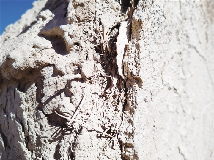 墙泥里掺了麦草的土坯墙。杨蕴伟 摄
