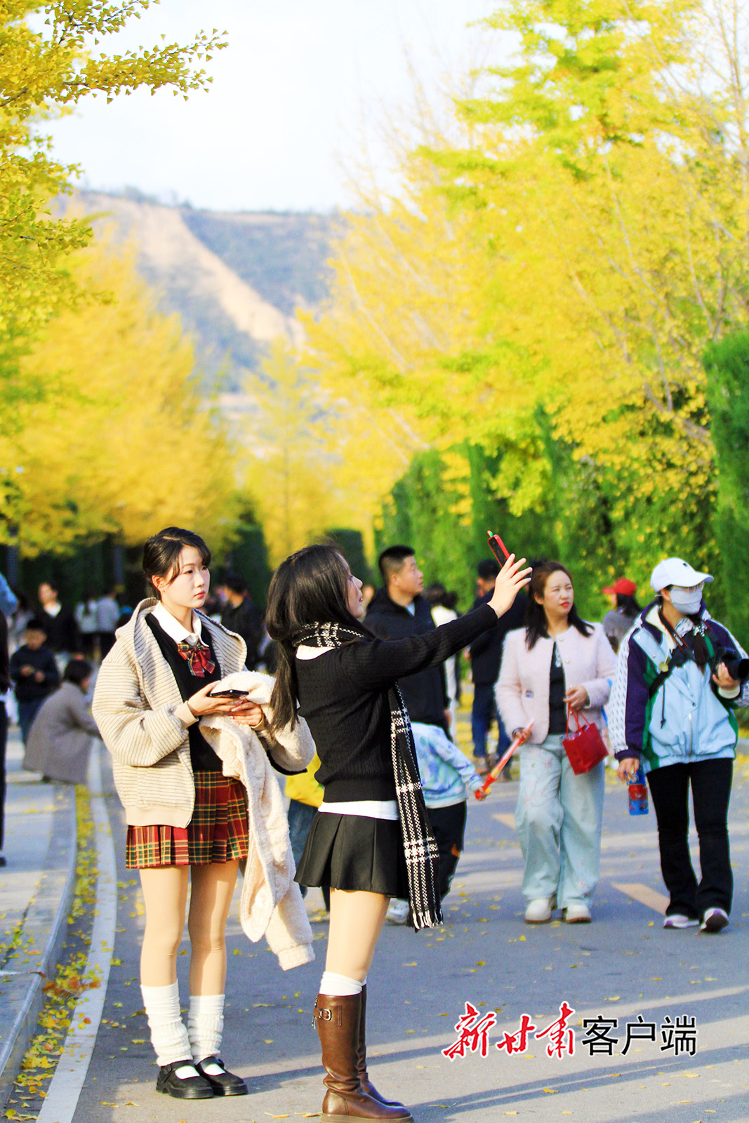 甘肃平凉银杏大道美如画