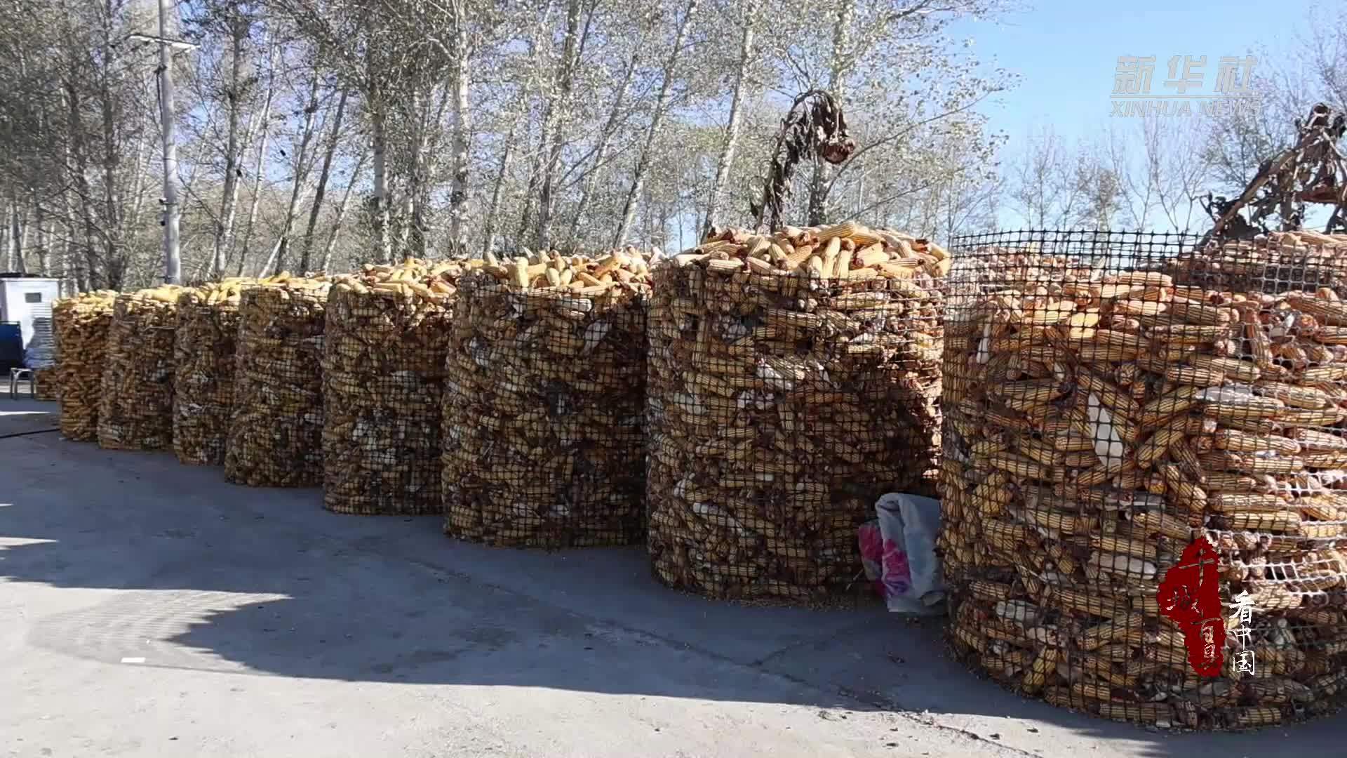 千城百县看中国｜吉林白城：科技储粮助农增收