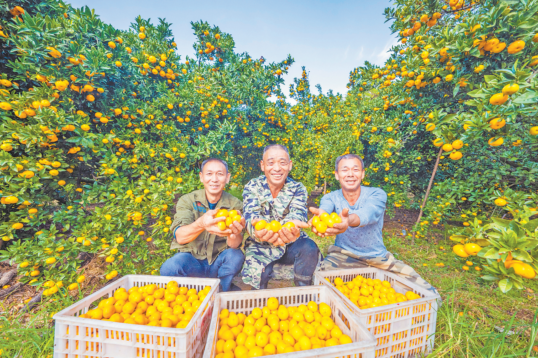 抚州南丰：蜜橘迎丰收 果农采摘忙（图）