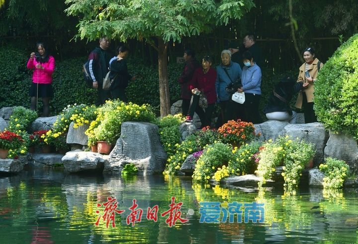 花海模式已开启，趵突泉菊展最佳观赏期来了！