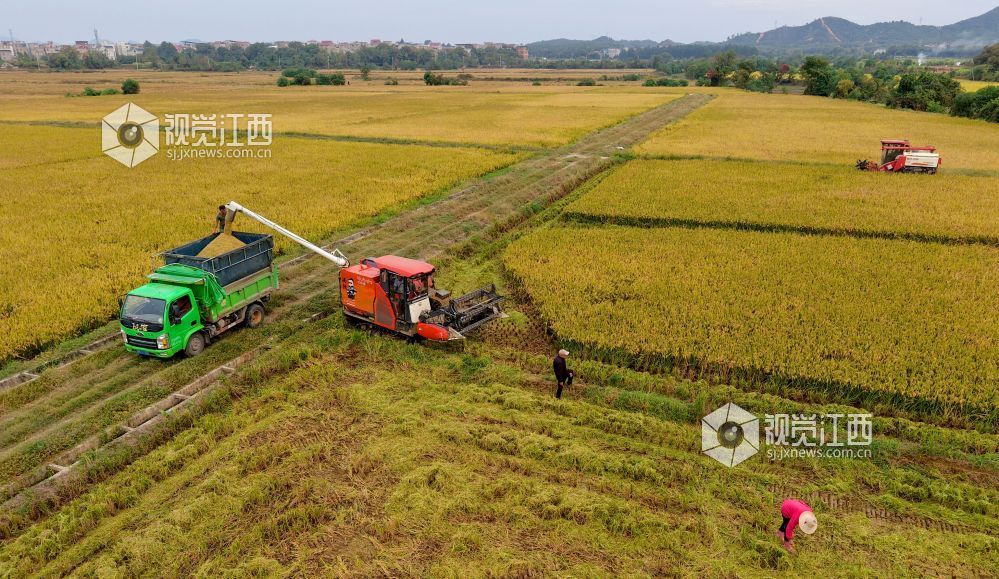 2025年11月2日,在江西景德镇市乐平市接渡镇南畈村委会小岗咀村广袤的田畈上,乐平市程秀青水稻种植家庭农场正用收割机收割丰收的晚稻。