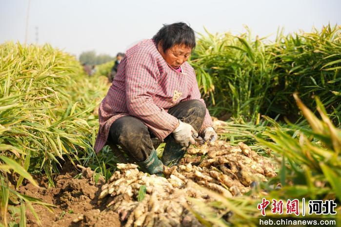 图为河北省隆尧县悦富家庭农场生姜种植基地里，农民正在整理新姜。 郭泽鑫 摄