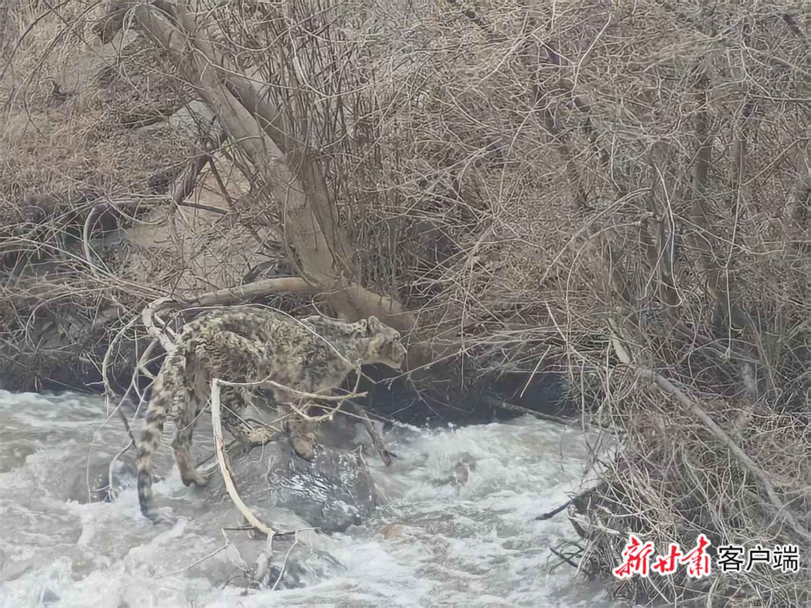现身祁连山的雪豹