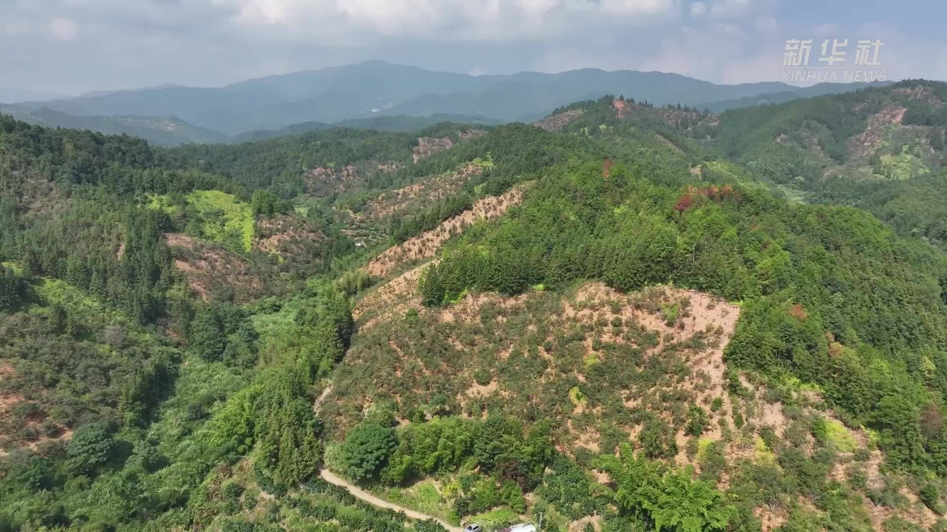 江西大余：油茶“土特产”变身致富“金钥匙”