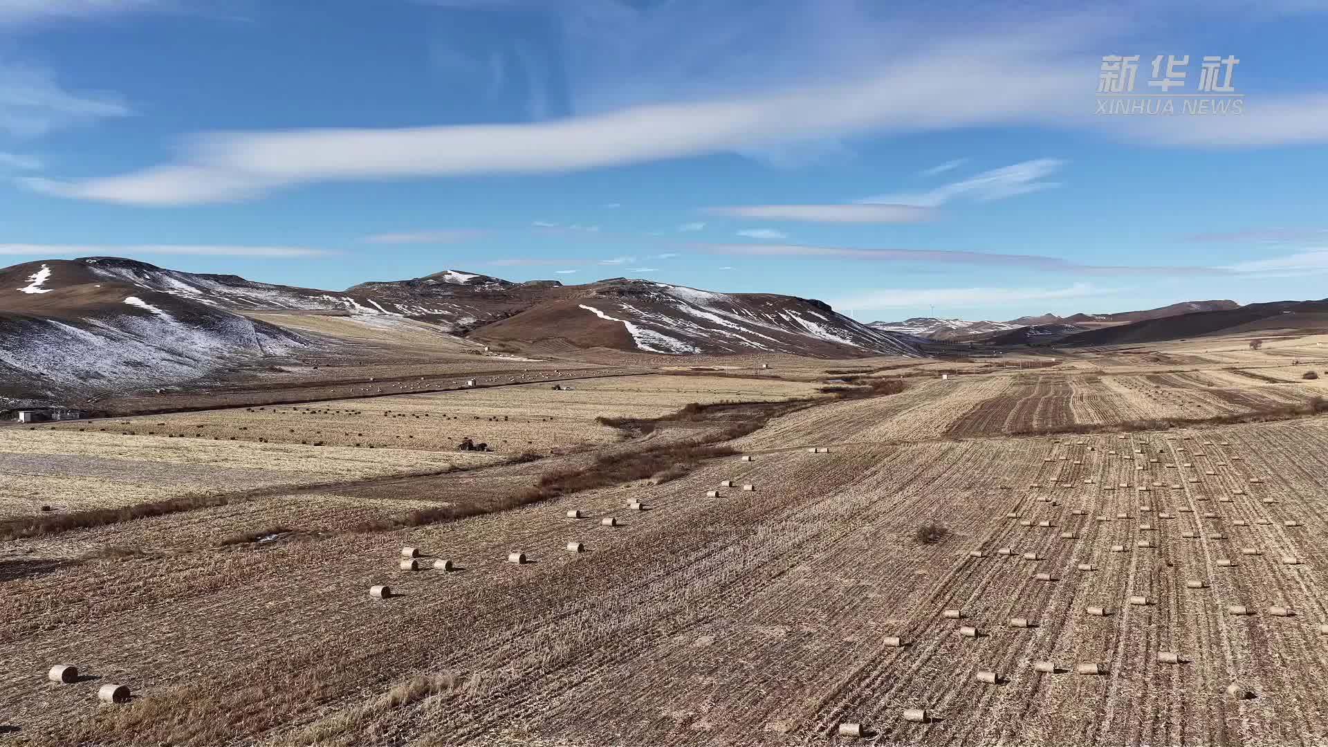 内蒙古兴安盟：备足饲草料 牲畜越冬有底气