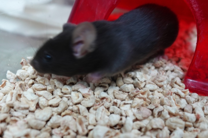 编号186小鼠 性别:雌