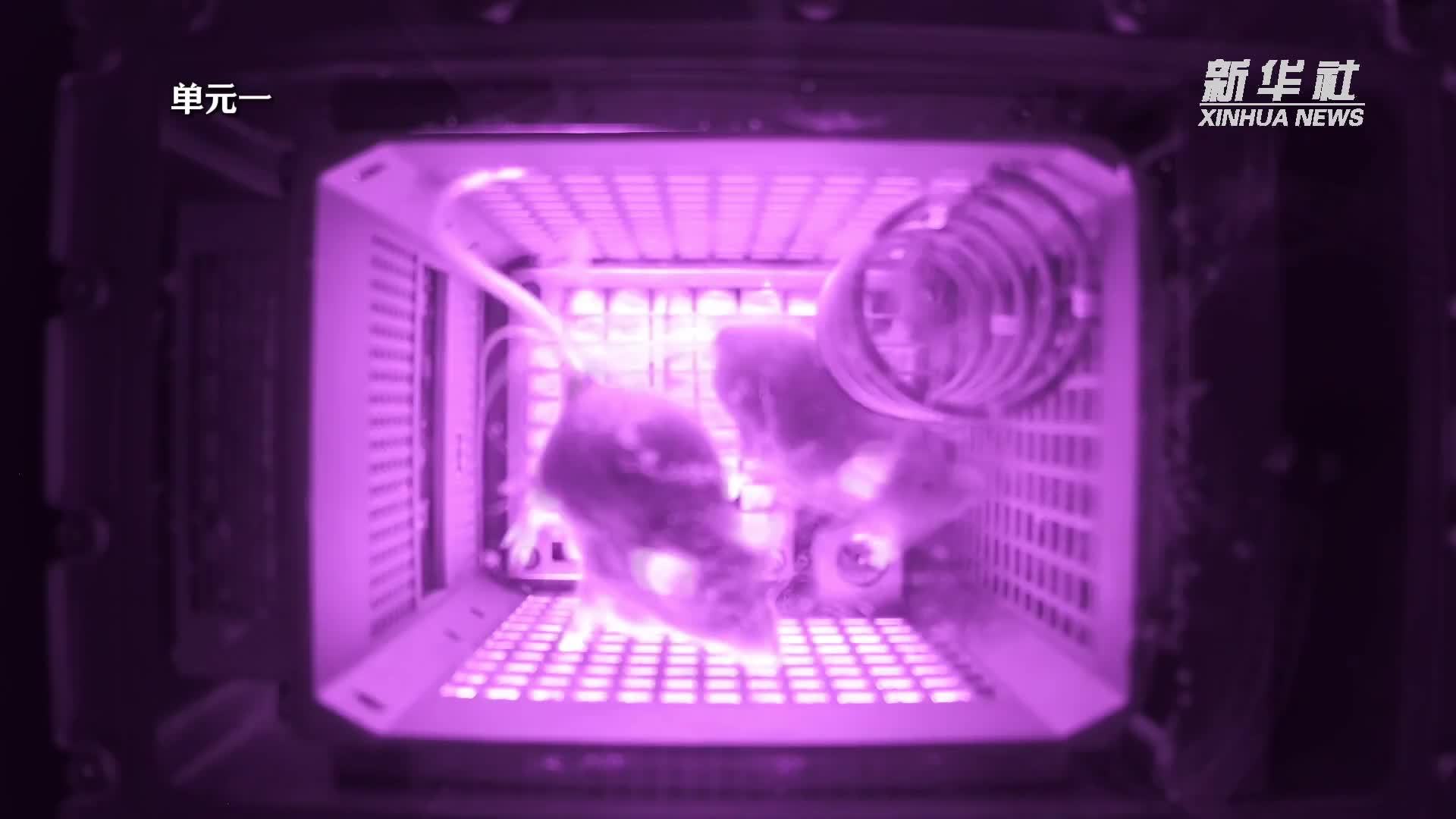 “埋头干饭”“按时喝水”“劳逸结合”——小鼠上太空科普微镜头