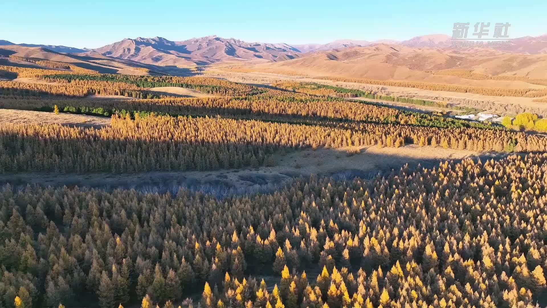 千城胜景｜漫山落叶松 秋色染层林