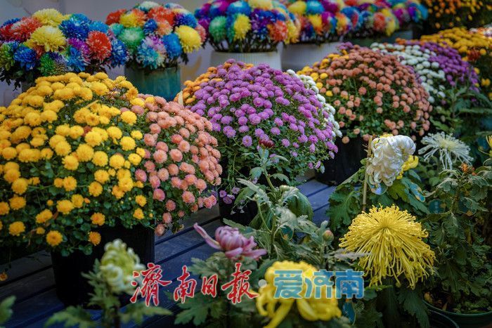 趵突泉金秋菊展盛装绽放，游客市民共赏千菊争艳