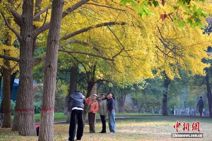 11月5日，河北石家庄街边一公园，民众赏秋景、拍美照，尽享秋日惬意。中新社记者 翟羽佳 摄